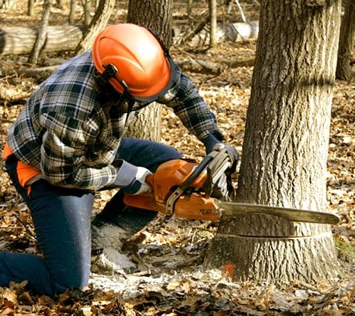 Tree Removal in Pittsford, NY